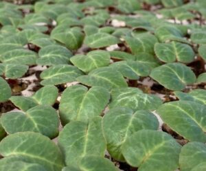 Agricola Favero