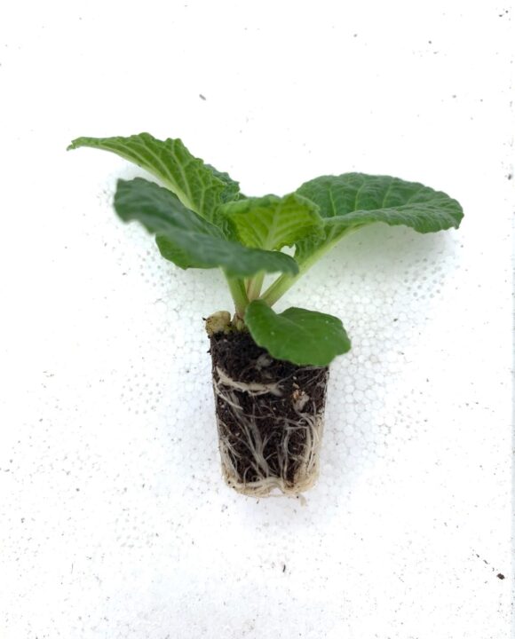 Agricola Favero