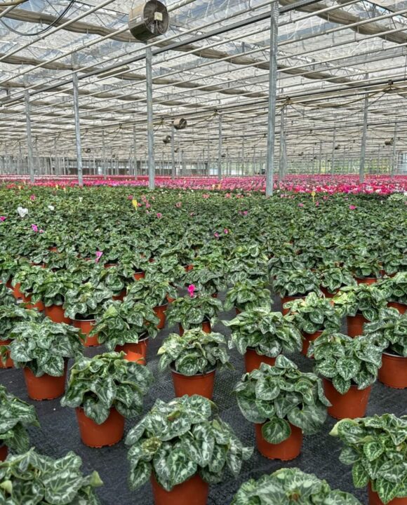 Agricola Favero