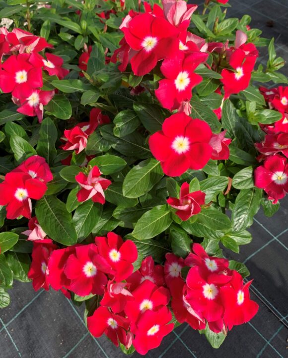 Pendula Cherry Eye