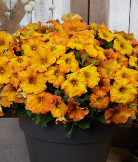 Petchoa Sunset Orange
